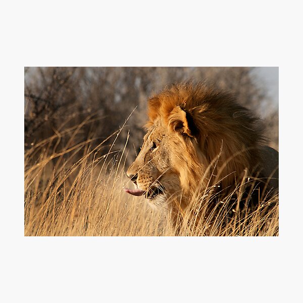 Contemplating Dinner, Etosha National Park Photographic Print