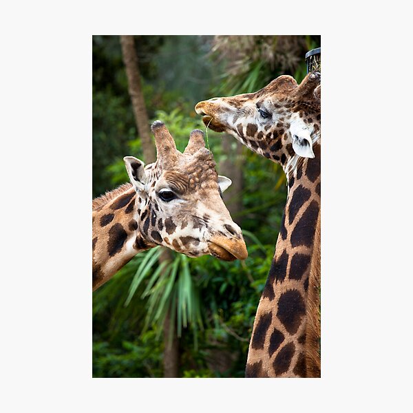 Item preview, Giraffes at the Melbourne Zoo designed and sold by John Vandeven.