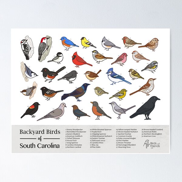 Item preview, South Carolina - Backyard Birds of South Carolina Field Guide Print - Bird Art Print - BirdsandFriends.co designed and sold by BirdsandFriends.