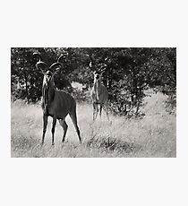 Proud Kudu, Etosha National Park Photographic Print