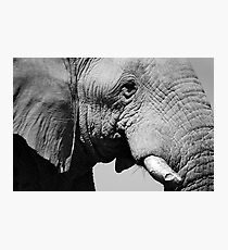 Life Lines - Etosha National Park Photographic Print