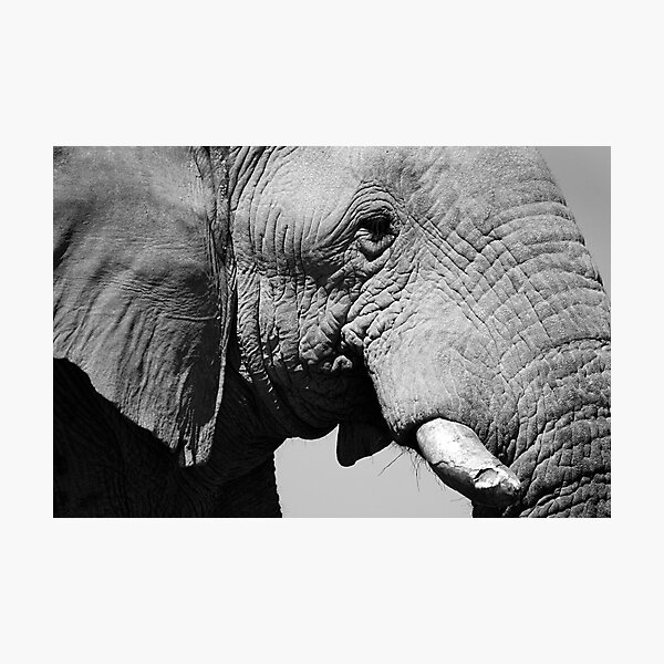 Life Lines - Etosha National Park Photographic Print