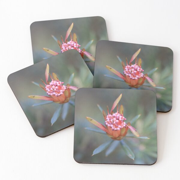 Item preview, Lambertia formosa designed and sold by ausnative.