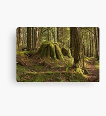 Dark Forest Leinwanddruck