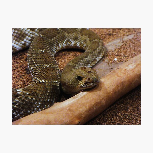 Denver Zoo Tenant Photographic Print