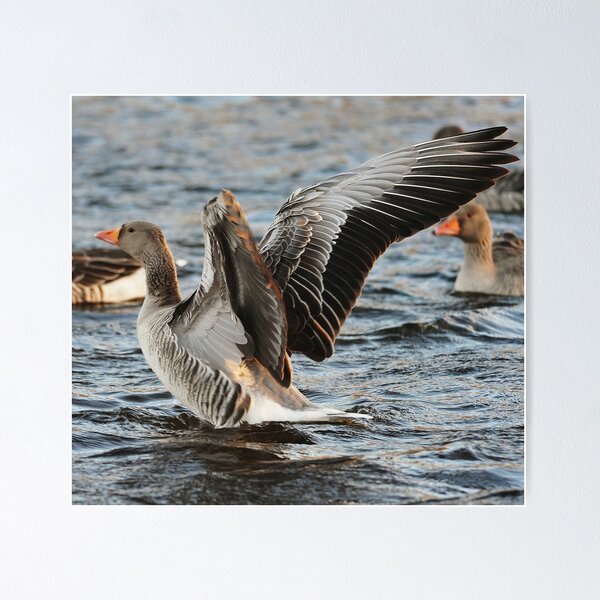 Item preview, I must go where the wild goose goes designed and sold by Alan Mattison.
