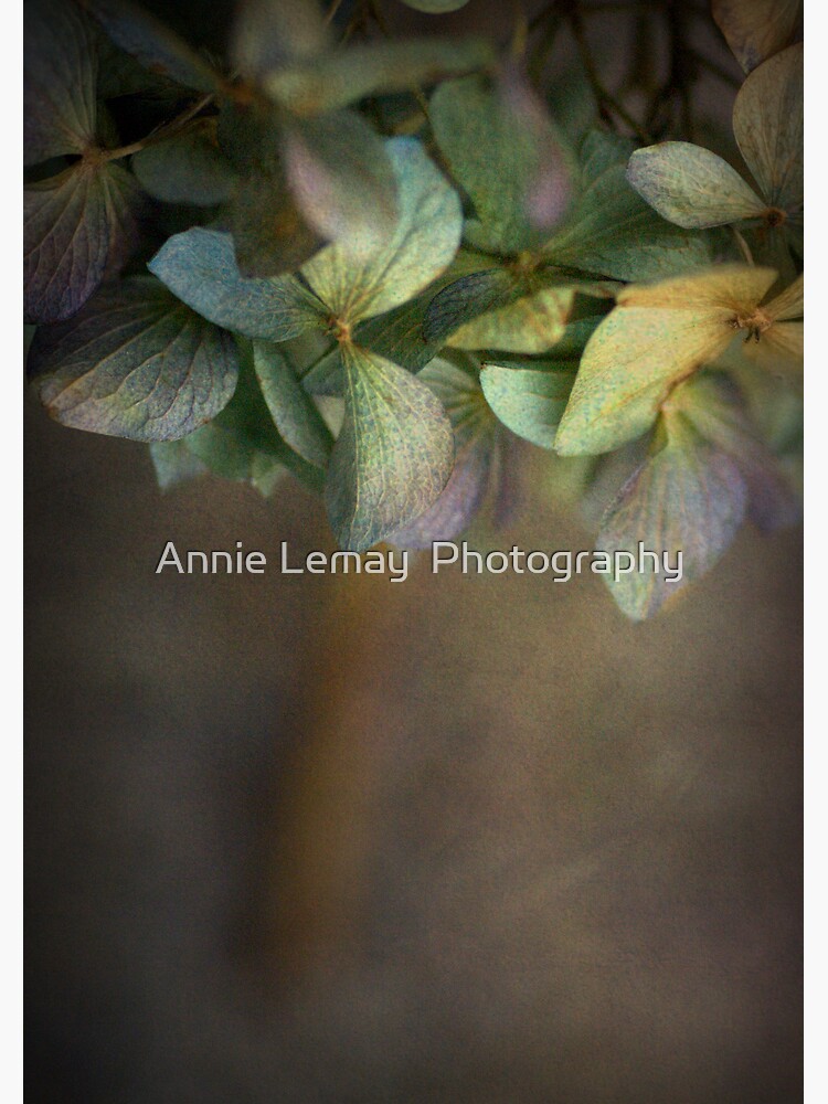 Hydrangea by ajlphotography