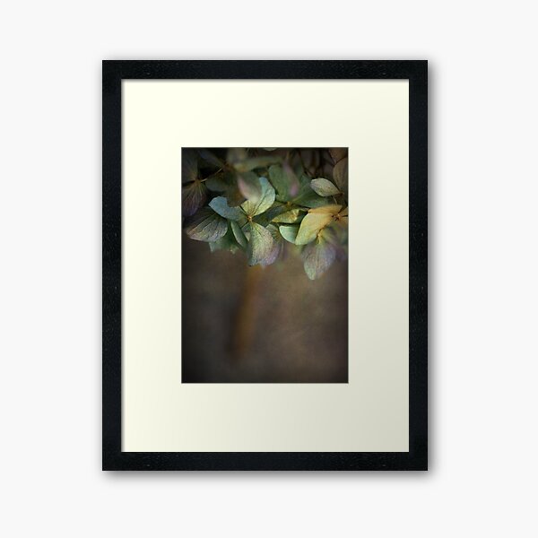Hydrangea Framed Art Print
