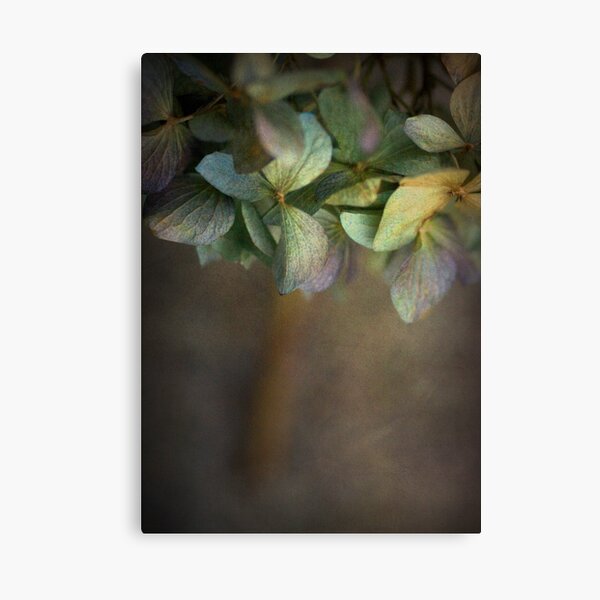 Hydrangea Canvas Print