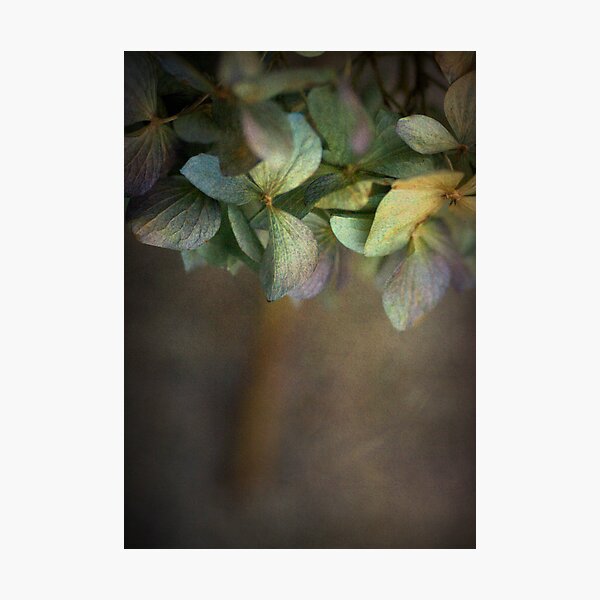 Hydrangea Photographic Print