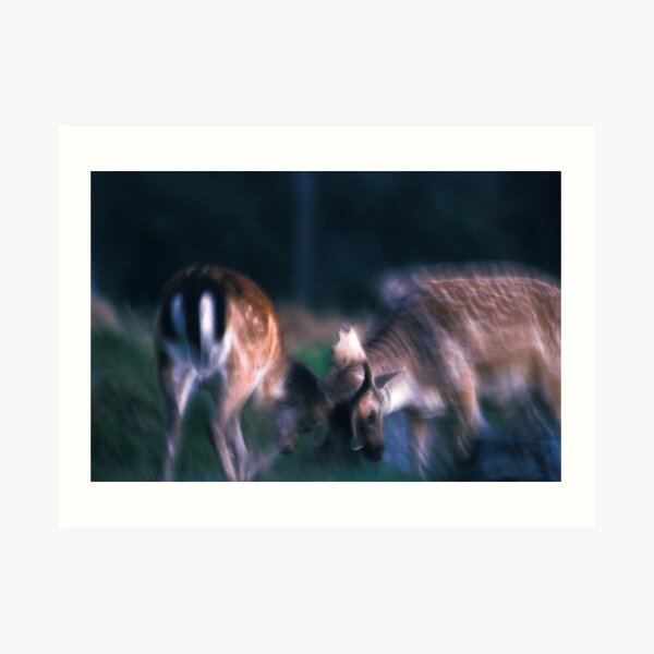 Fighting fallow deer Art Print