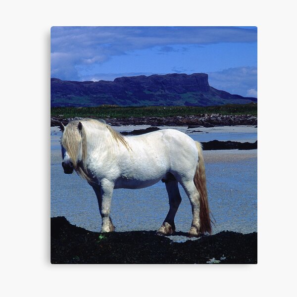 Horse on beach, Isle of Muck Canvas Print