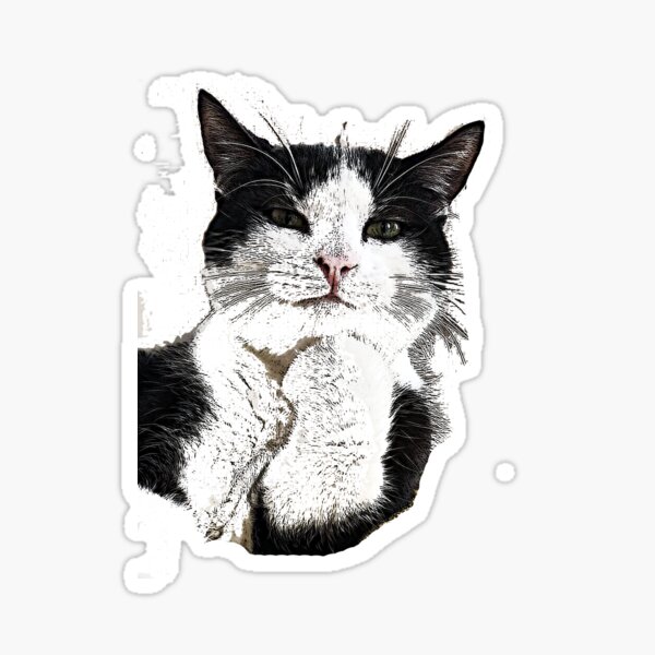 Black and white cat Sticker