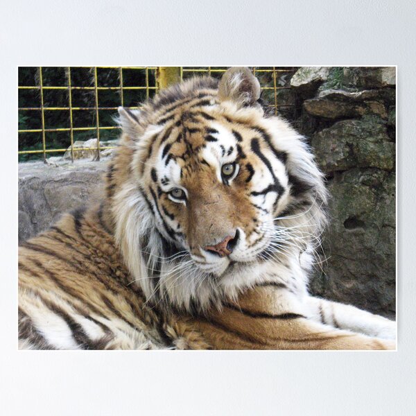 Item preview, Siberian Tiger designed and sold by LiDi Filipova.