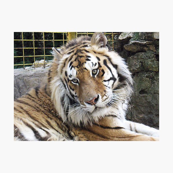 Item preview, Siberian Tiger designed and sold by LiDi Filipova.