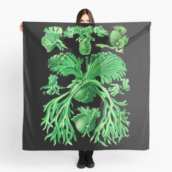 Item preview, Plate 52. Platycerium grande; the staghorn, or elkhorn, fern designed and sold by Squirrox.