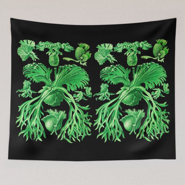 Item preview, Plate 52. Platycerium grande; the staghorn, or elkhorn, fern designed and sold by Squirrox.