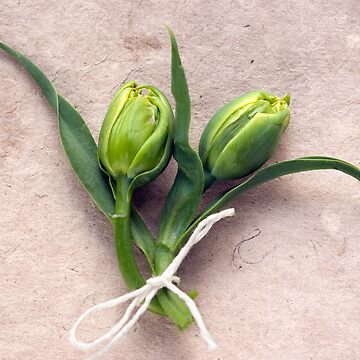 Artwork thumbnail, Two Tulips Tied Together by SpicieFoodie