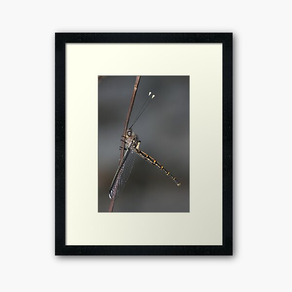 Just hanging around Framed Art Print