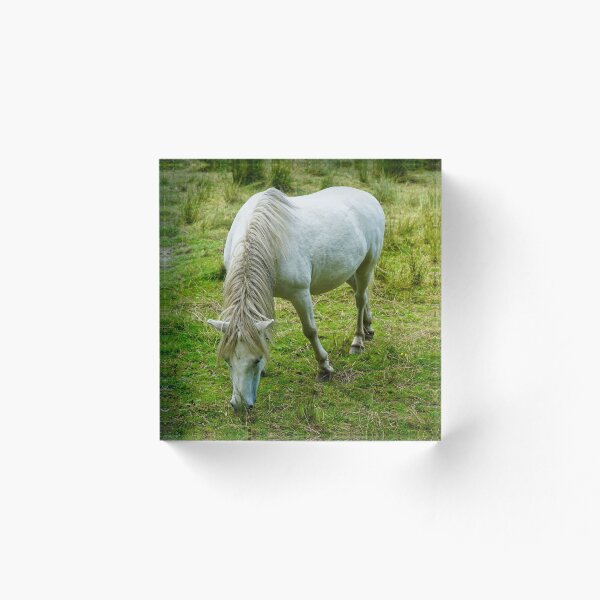 Item preview, Pequeño caballo blanco / Pony comiendo hierba designed and sold by Harmony Of The Mind.