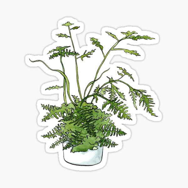 Asparagus Fern Plant Sticker