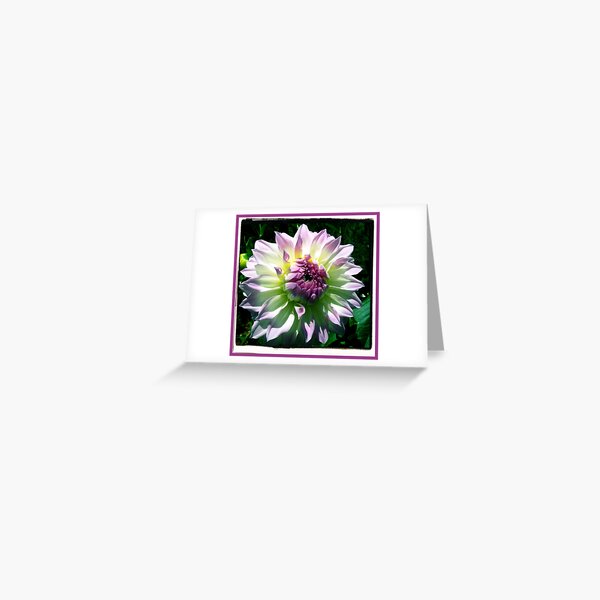 Dahlia >> Greeting Card