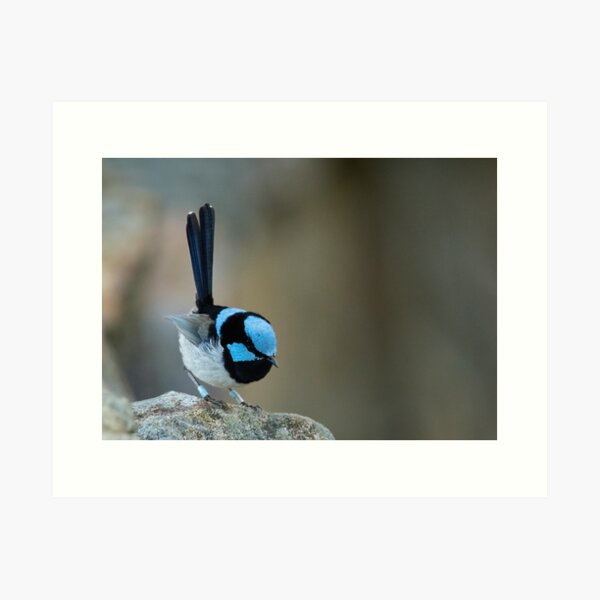 Item preview, Superb Fairy Wren designed and sold by SusanAdey.