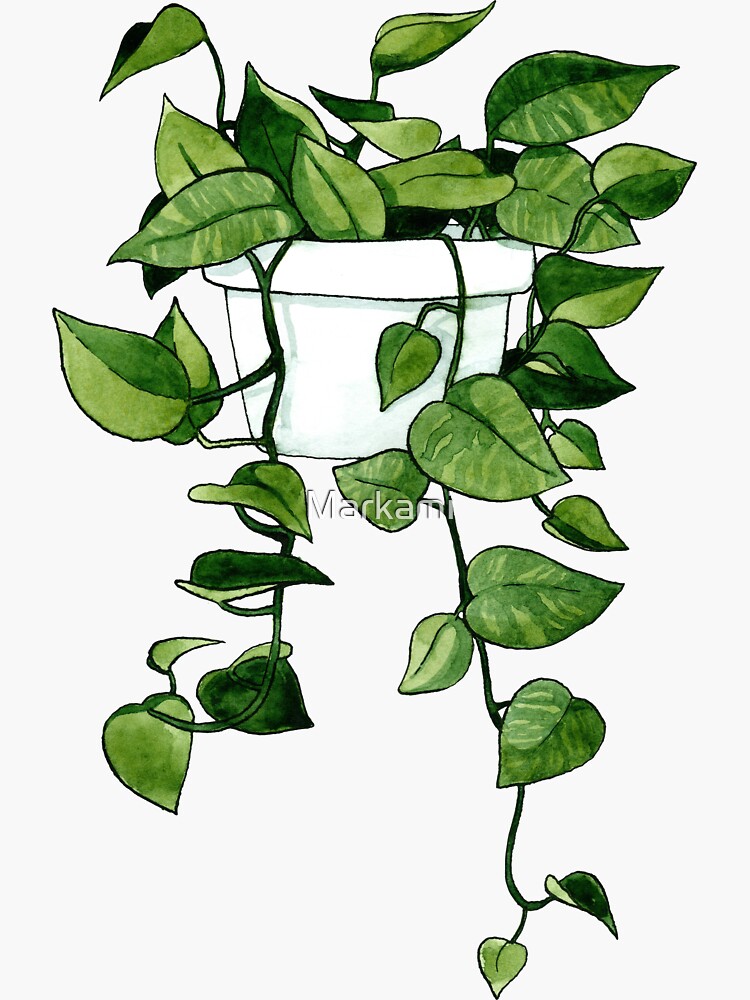 Golden Pothos Plant by Markami