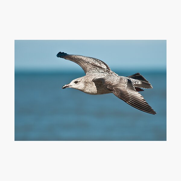 Item preview, Herring Gull designed and sold by (Tallow) Dave  Van de Laar.