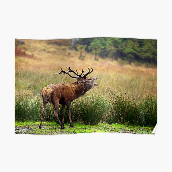 The Sounds of Autumn Poster