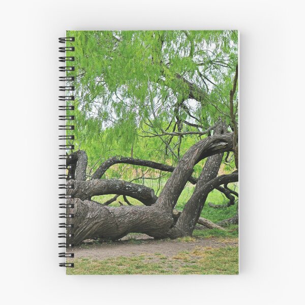 Item preview, The Tree at Mission San Juan designed and sold by Michiale.