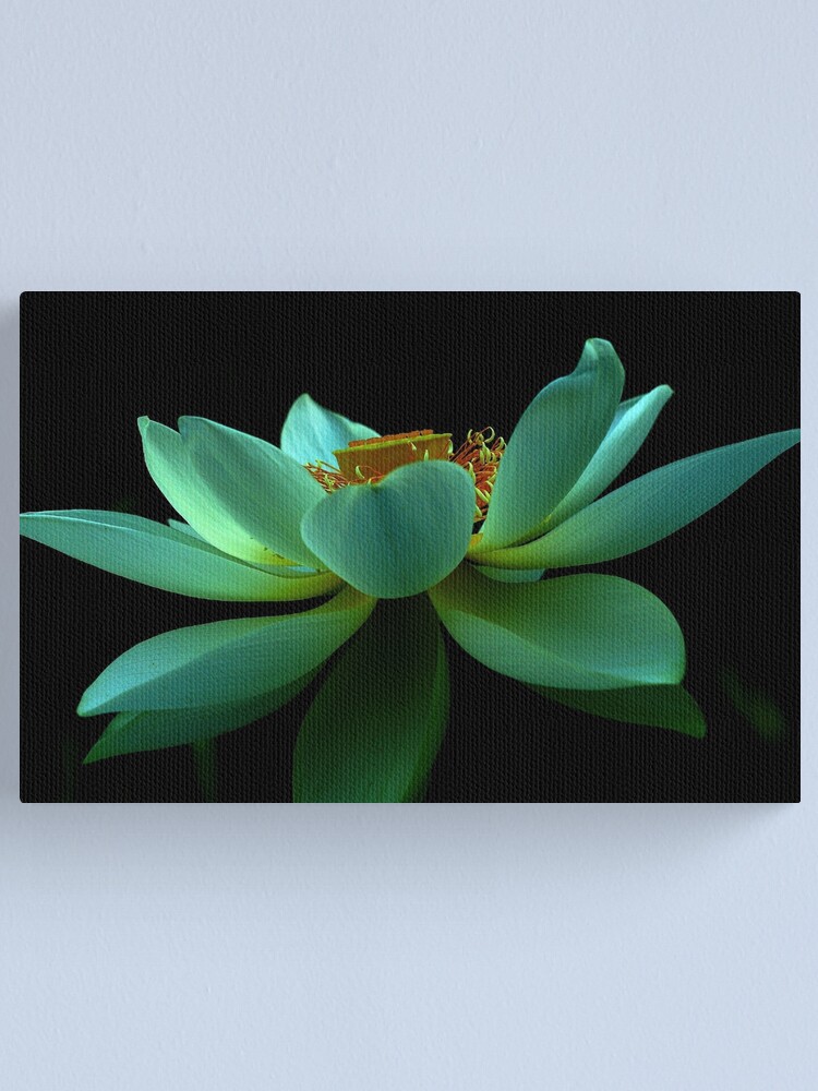 Alternate view of Nelumbo nucifera Canvas Print