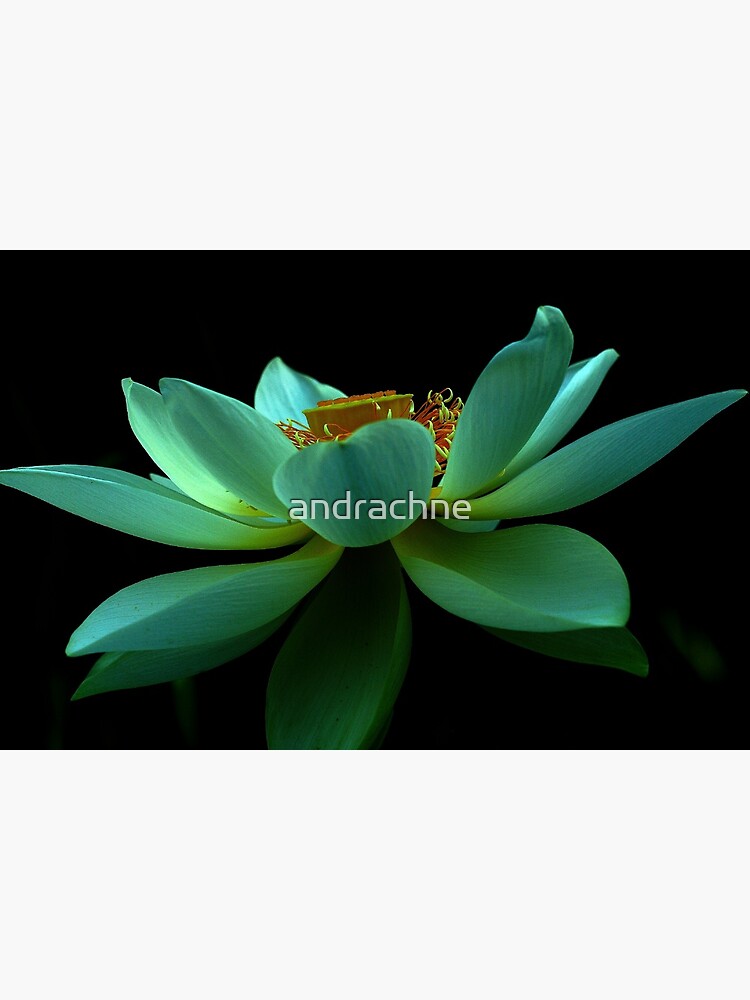 Nelumbo nucifera by andrachne