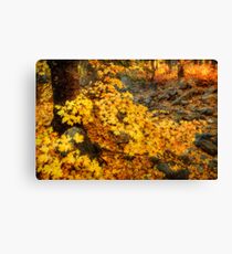 The Colors of Fall Canvas Print