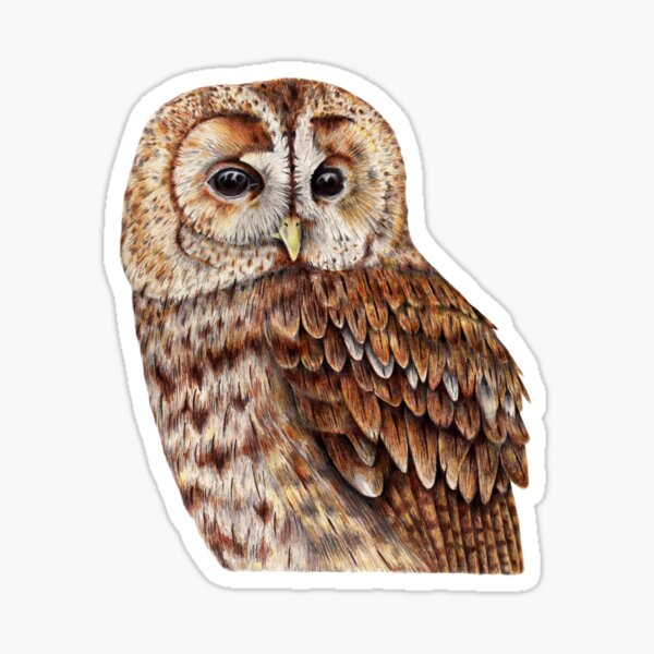 Tawny Owl Sticker