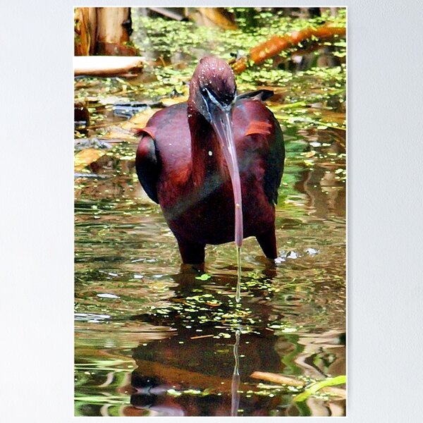Artikelvorschau, Glossy Ibis _(Plegadis falcinellus)_ entworfen und verkauft von Clive.