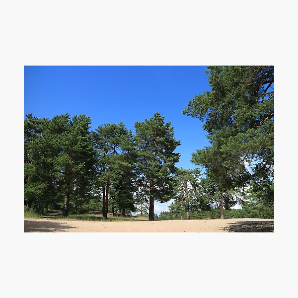 Item preview, pine forest in summer designed and sold by mrivserg.