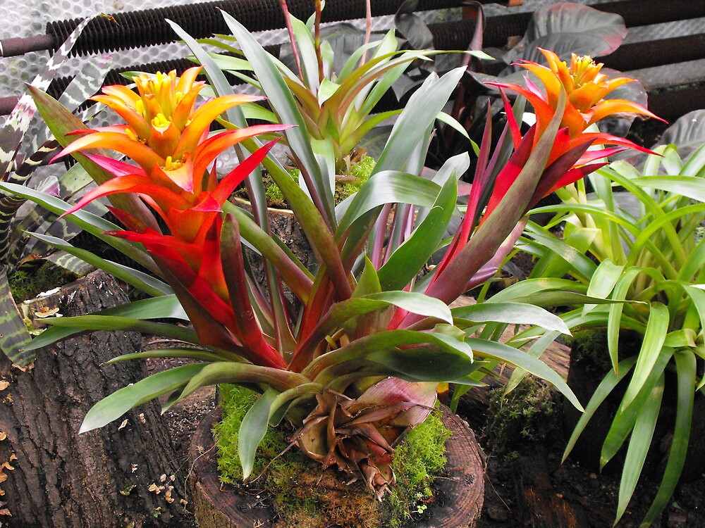 Plantas con tallos coloridos