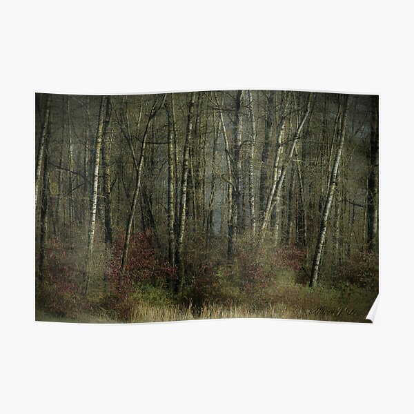 Trees of November Poster