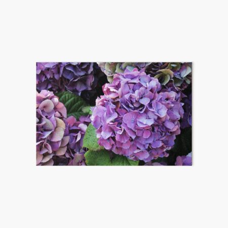 Purple Hydrangea Art Board Print