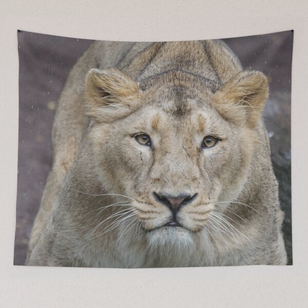 Item preview, Lion 009 designed and sold by JAMFoto.