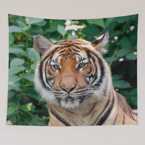 Item preview, Tiger 001 designed and sold by JAMFoto.
