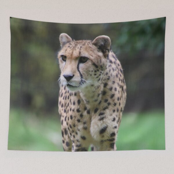 Item preview, Cheetah 010 designed and sold by JAMFoto.