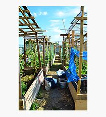 Community Garden Photographic Print