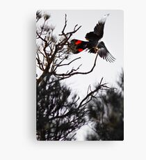 Red Tailed Black Cockatoo Canvas Print