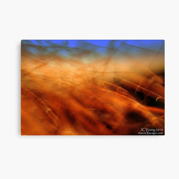 Last Remnants of Fall Canvas Print