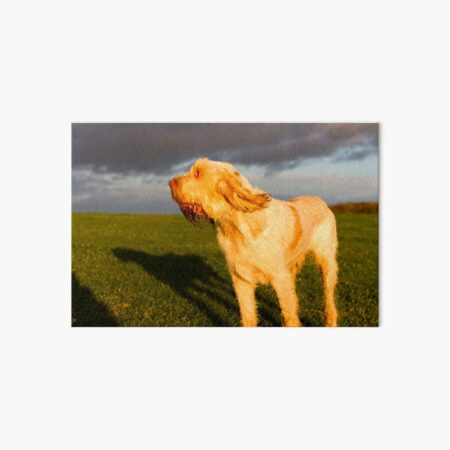 Evening breeze Spinone Art Board Print
