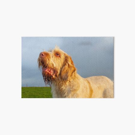 Looking up Spinone Art Board Print