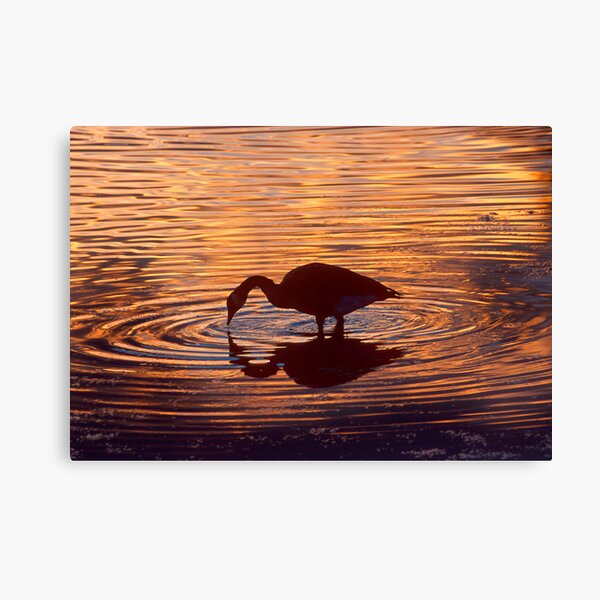 Meditation Canvas Print