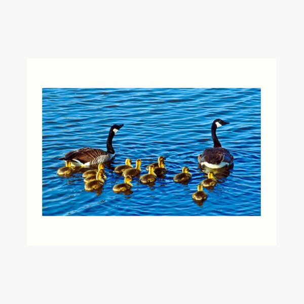The Family Swim Art Print